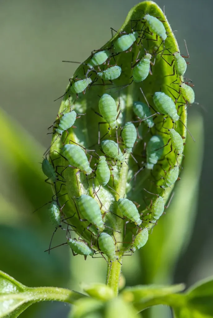 Aphids