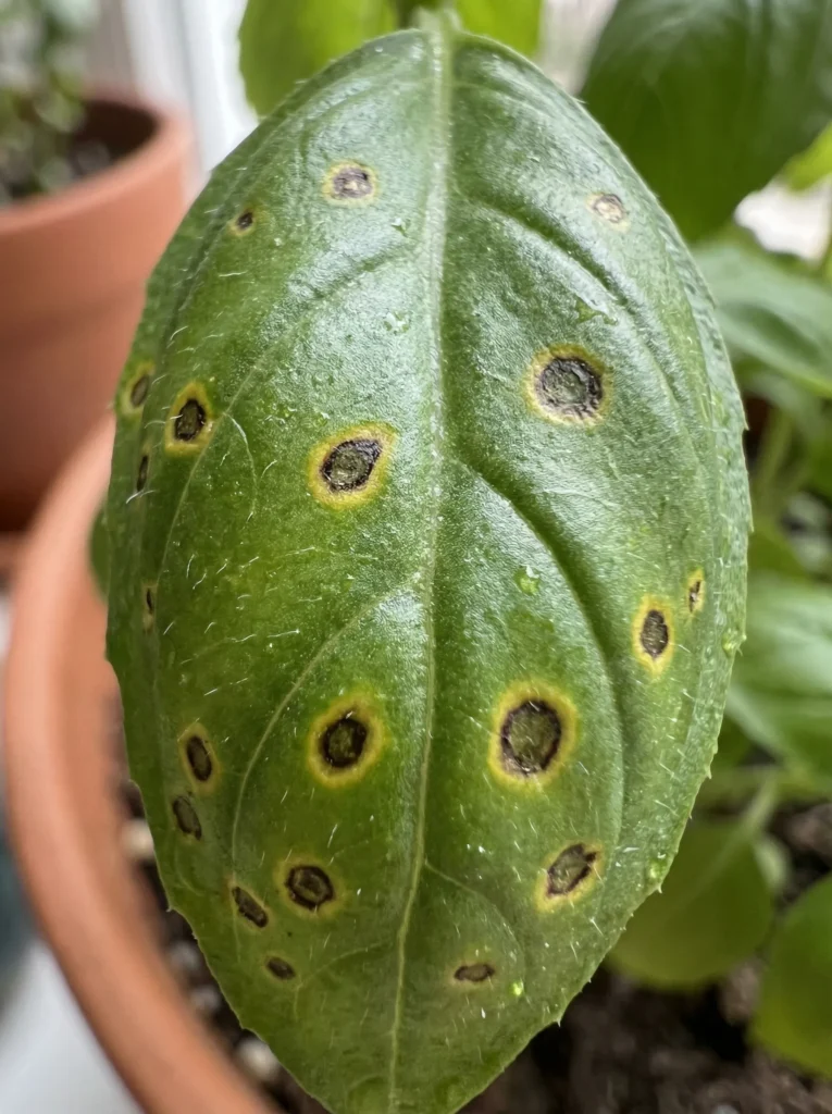 Fungal Leaf Spot