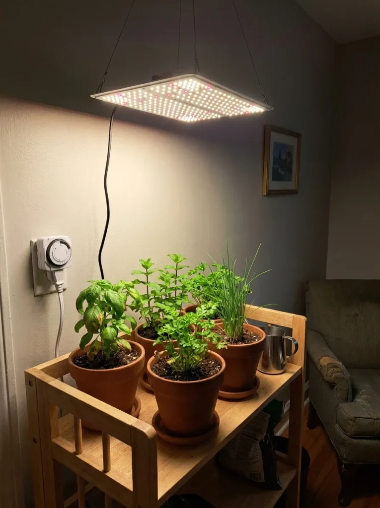 Growing Herbs Without Sunlight