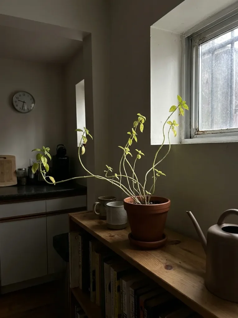 INSUFFICIENT LIGHT