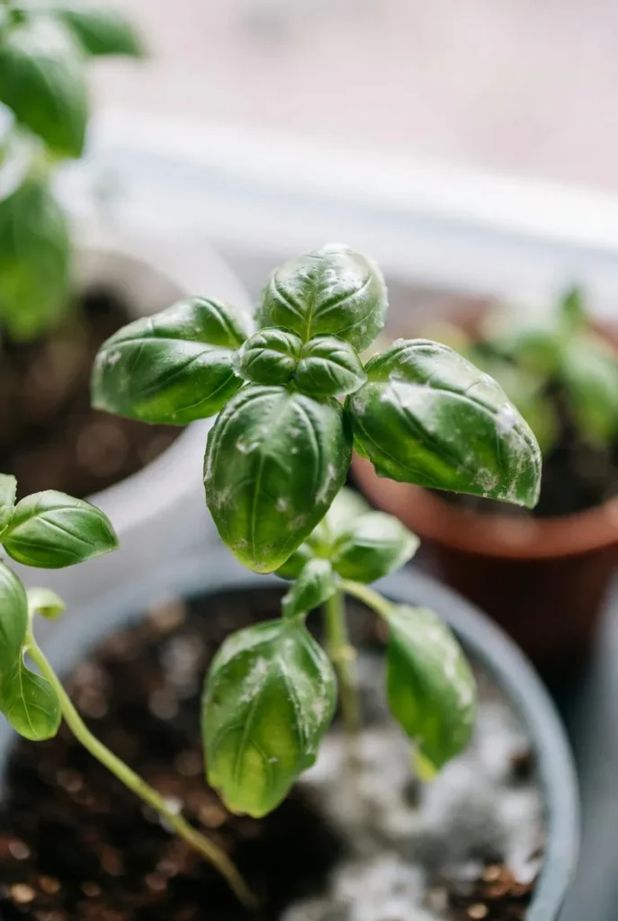 Signs of Mold or Fungal Disease