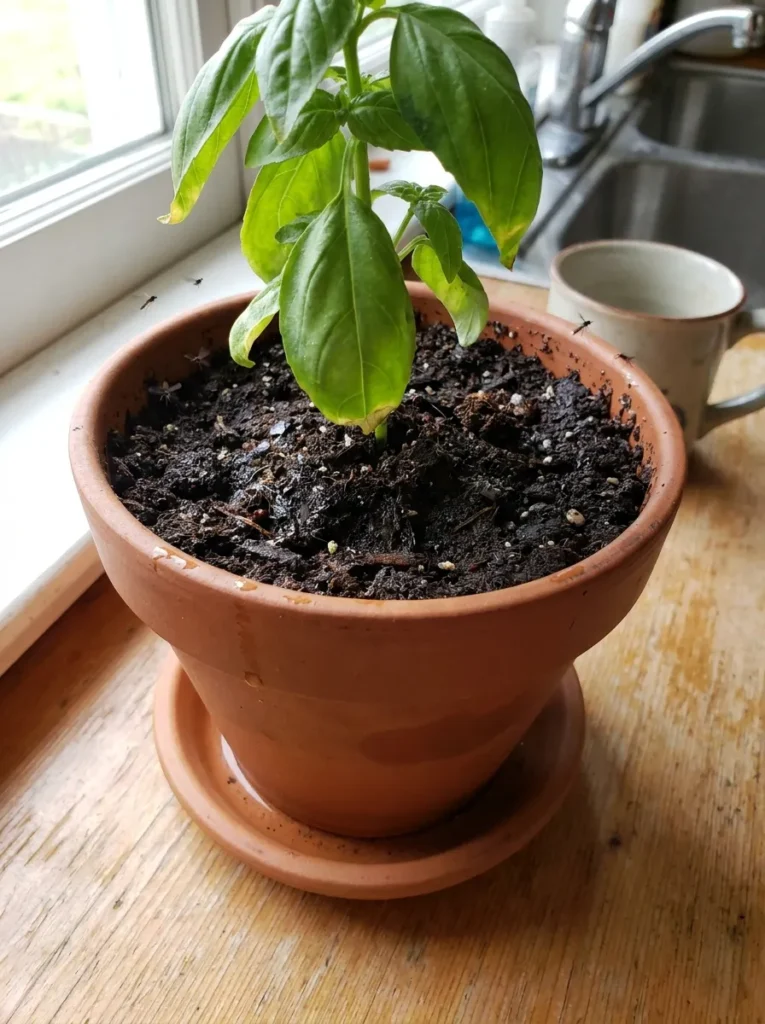 Fungus Gnats